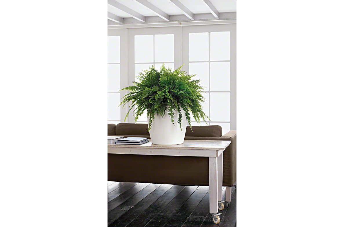 Кашпо Lechuza 13224 CLASSICO Color 35 серый