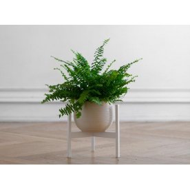 Цветочница Агния 10