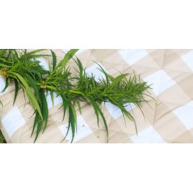 Матрас Indica
