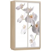 белая орхидея / ясень шимо светлый