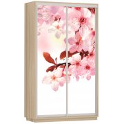 сакура / ясень шимо светлый