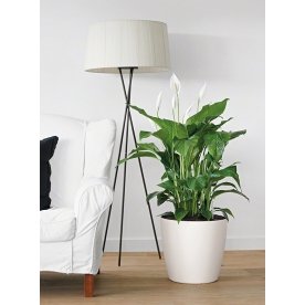 Кашпо Lechuza 13210 CLASSICO Color 35