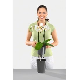 Кашпо Lechuza 14904 DELTINI