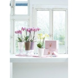 Кашпо Lechuza 14959 MINI-DELTINI