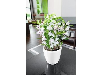 Кашпо Lechuza 16067 CLASSICO LS 35