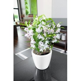 Кашпо Lechuza 16069 CLASSICO LS 35