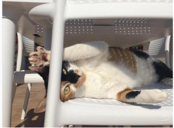 Пластиковый стул Bora