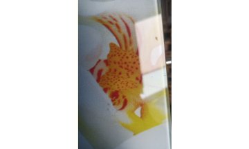 Стеклянный стол Танго