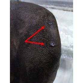 Барный стул Over