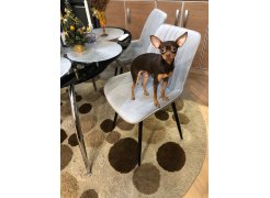 Стул на металлокаркасе Вейв светло-серый (hl 63) / 10К черный каркас фото покупателя 225