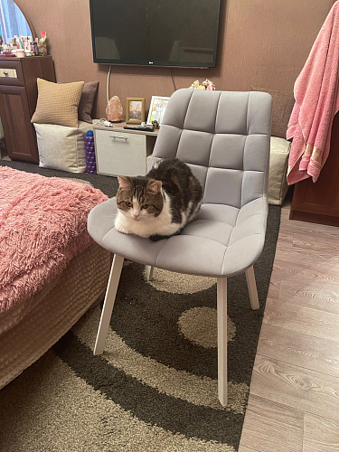 Стул на металлокаркасе Челси велюр коричневый / черный каркас фото покупателя 11