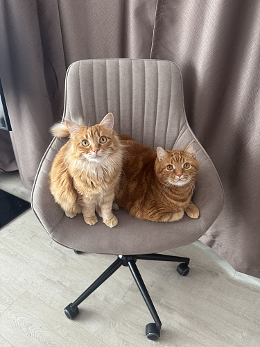 Компьютерное кресло Dublin/Дублин хром / вельвет серый фото покупателя 21