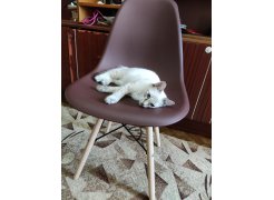 Стул Eames yellow фото покупателя 424
