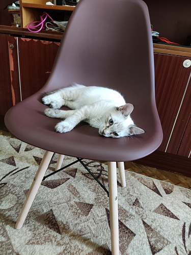 Стул Y-971 белый фото покупателя 423