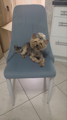 Стул на металлокаркасе Kora black / gray фото покупателя 157