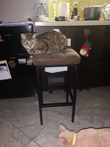 Барный стул Лофт линкольн белый / белый матовый фото покупателя 70