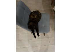 Стул на металлокаркасе Чилли черный фото покупателя 528