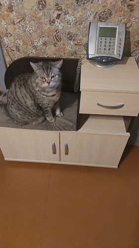 Обувница Аврора дуб млечный / венге фото покупателя 1