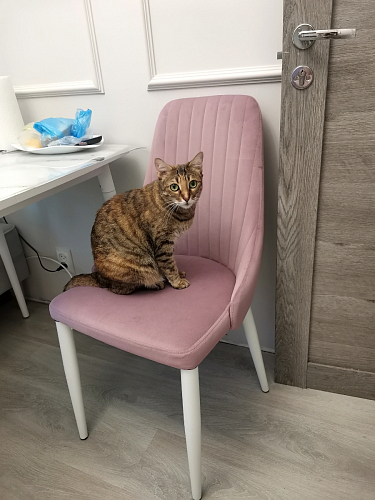 Стул на металлокаркасе Kora black / gray фото покупателя 418