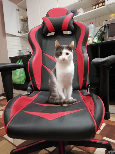 Компьютерное кресло Racer черное / бежевое фото покупателя 44