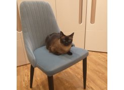 Стул на металлокаркасе Kora green / black фото покупателя 165