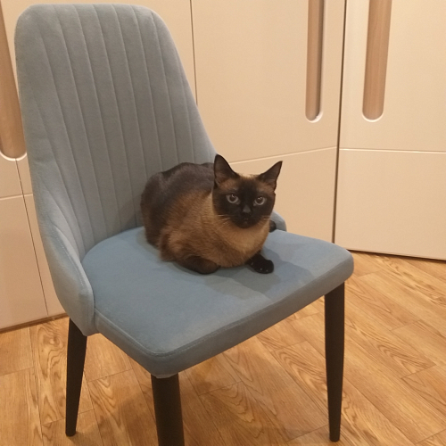 Стул на металлокаркасе Kora green / black фото покупателя 165