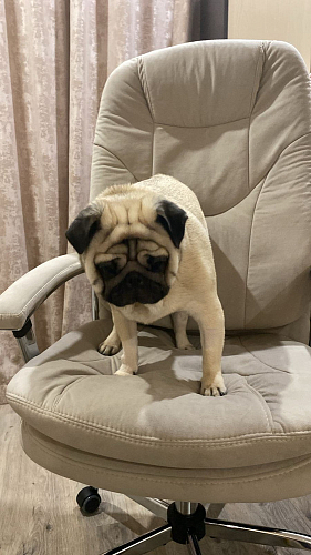 Компьютерное кресло Softy Lux розовое фото покупателя 28