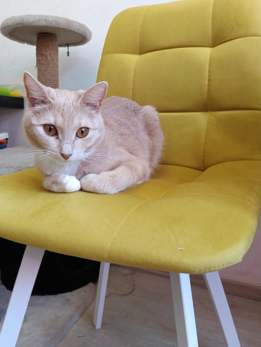 Стул на металлокаркасе Чилли синяя ткань / белый фото покупателя 1218