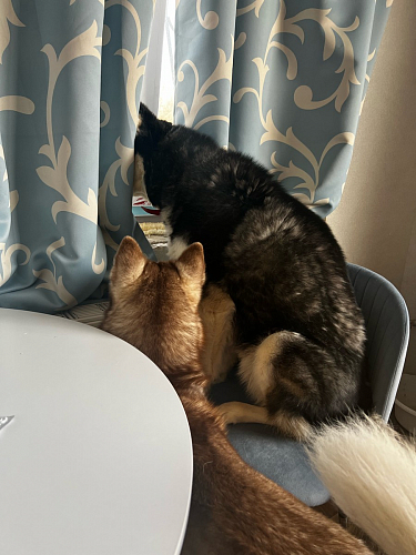 Стул на металлокаркасе Gabi dark beige / black / silver фото покупателя 75