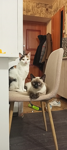 Стул Lilu синий фото покупателя 1