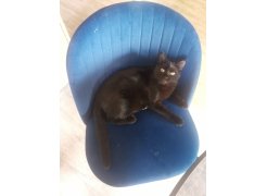 Стул на металлокаркасе Gabi 1 бежевый / черный с серебряными наконечниками фото покупателя 440