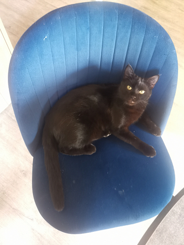 Стул на металлокаркасе Gabi gray / black фото покупателя 440