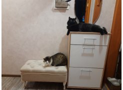 Обувница ТП-2 венге / беленый дуб фото покупателя 5