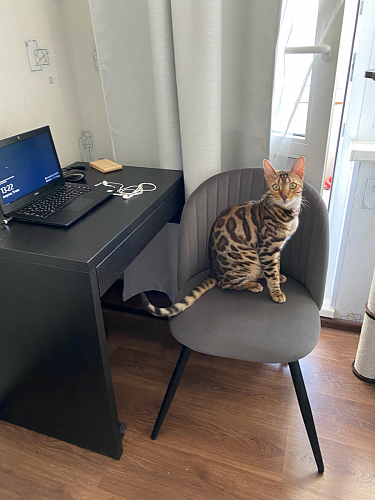 Стул на металлокаркасе Gabi green / black / silver фото покупателя 28