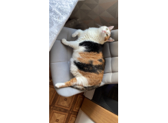 Стул на металлокаркасе Челси светло-серый / белый каркас фото покупателя 89