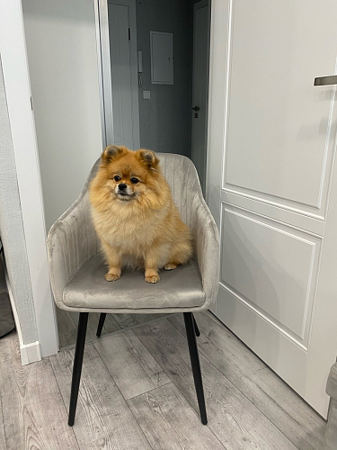 Стул на металлокаркасе Slam dark beige фото покупателя 13