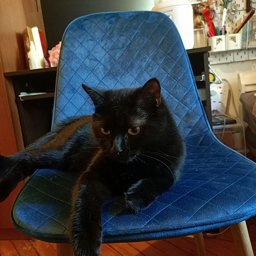 Стул на металлокаркасе Capri blue / white фото покупателя 4