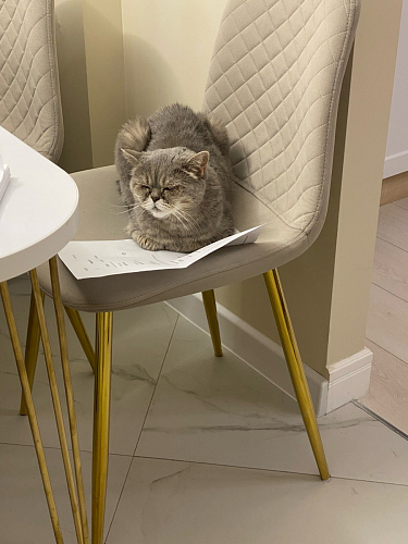 Стул на металлокаркасе Dabl 01 champagne / gold фото покупателя 156