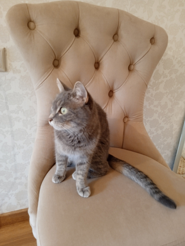 Деревянный стул Милано 1 бежевый / белый фото покупателя 64