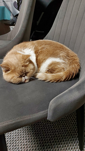 Стул на металлокаркасе Kora beige / black фото покупателя 234