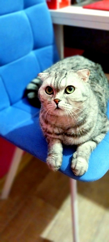 Стул на металлокаркасе Чилли синяя ткань / белый фото покупателя 269