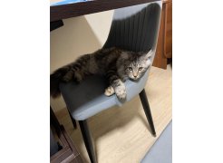 Стул на металлокаркасе Kora beige / black фото покупателя 9