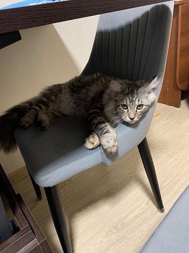 Стул на металлокаркасе Kora beige / black фото покупателя 9