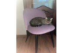 Стул на металлокаркасе Gabi 1 light purple / black фото покупателя 762