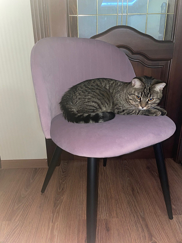 Стул на металлокаркасе Gabi 1 light blue / black / gold фото покупателя 762