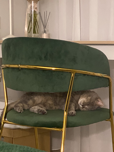 Стул на металлокаркасе Kamelia green / gold фото покупателя 67