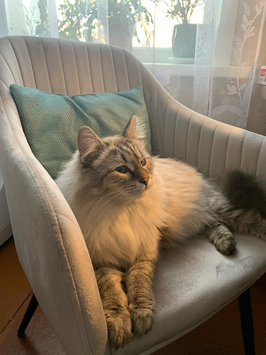 Стул на металлокаркасе Slam светло-серый фото покупателя 3