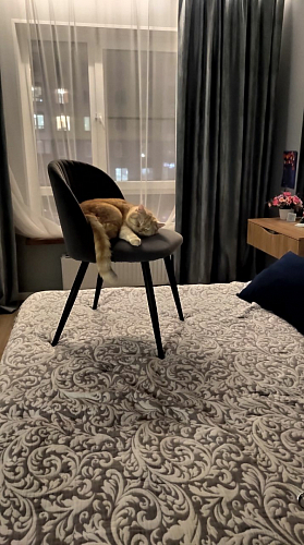 Стул на металлокаркасе Gabi green / black / silver фото покупателя 1