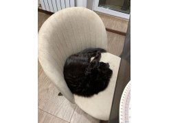 Стул на металлокаркасе Gabi green / black фото покупателя 738