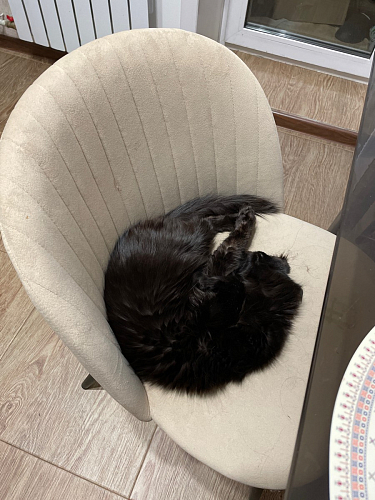 Стул на металлокаркасе Gabi latte / gold / black фото покупателя 738